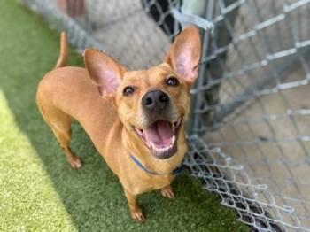 Aliyah -  Terrier and Mixed Breed Dog for Adoption in Gainesville, Florida - Aliyah | PetCurious