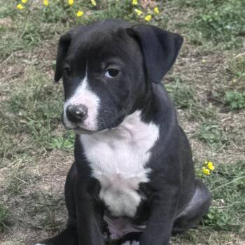 Staffordshire Bull Terrier and Hound Dogs Available for Adoption in Andover, Massachusetts - Eeyore Elegant | PetCurious