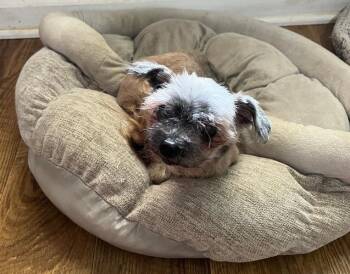 Rescue Shih Tzu and Yorkshire Terrier Dogs for Adoption in Woodstock, Georgia - Kyle | PetCurious