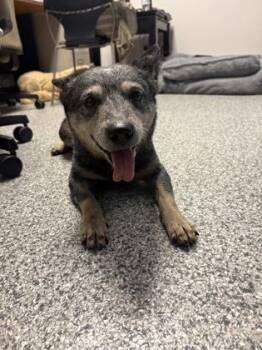 Beth -  Australian Cattle Dog Blue Heeler Dog for Adoption in Lake Tapwingo, Missouri - Beth | PetCurious