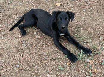 Rescue Pit Bull Terrier and Boxer Dogs for Adoption in Anza, California - Coral | PetCurious