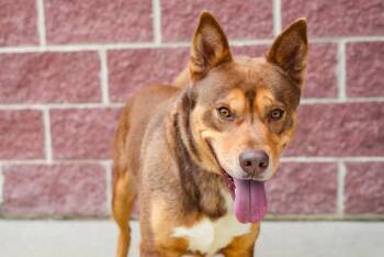 Husky Dogs Available for Adoption in Stafford, Virginia - Turbo | PetCurious