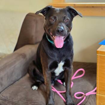 Jeffrey -  Black Labrador Retriever and Pit Bull Terrier Dog for Adoption - Jeffrey | PetCurious