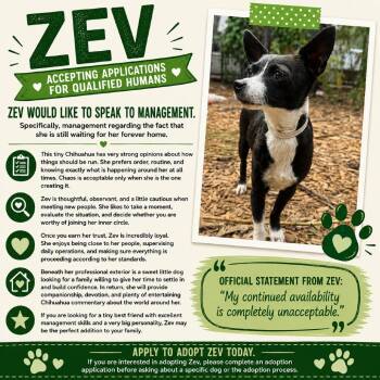 Zev -  Chihuahua Dog for Adoption in Park Row, Texas - Zev | PetCurious