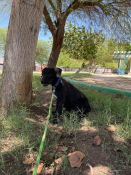 Rescue Mixed Breed and Labrador Retriever Dogs for Adoption in Palm Desert, California - Cash | PetCurious