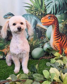 Afro -  Miniature Poodle Dog for Adoption in Phoenix, Arizona - Afro | PetCurious
