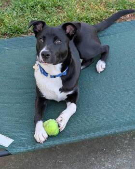 Retriever Dogs Available for Adoption in Lake Wylie, South Carolina - Jasper | PetCurious