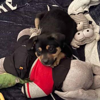 Mixed Breed Dogs Available for Adoption in Flagstaff, Arizona - Kyoshi- In Foster! | PetCurious