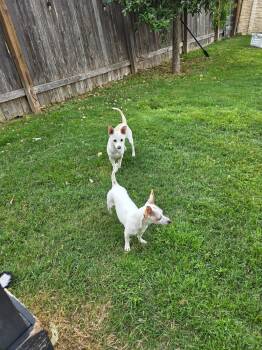 Rescue Chihuahua Dogs for Adoption in Pflugerville, Texas - Jupiter & Luna | PetCurious