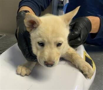 Husky and Mixed Breed Dogs Available for Adoption in Visalia, California - A253259 | PetCurious