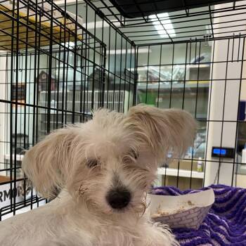 WAGS-Stray-22161 -  Poodle Dog for Adoption in Westminster, California - WAGS-Stray-22161 | PetCurious