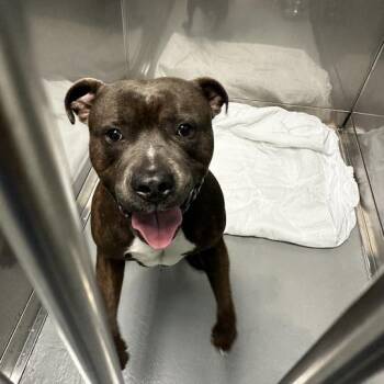 The Pun Police -  Mixed Breed Dog for Adoption in Davenport, Iowa - The Pun Police | PetCurious