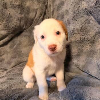 Australian Shepherd and Mixed Breed Dogs Available for Adoption in Brownsboro, Alabama - S