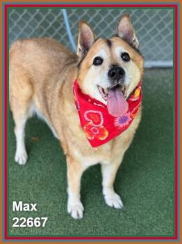 MAX -  Shepherd and Siberian Husky Dog for Adoption in Marietta, Georgia - MAX | PetCurious