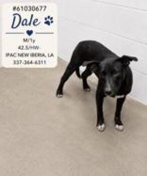 Dale -  Mixed Breed Dog for Adoption in New Iberia, Louisiana - Dale | PetCurious