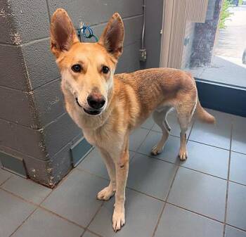 Mixed Breed Dogs Available for Adoption in Nashville, Tennessee - Dr. Seuss | PetCurious