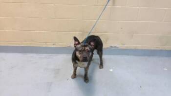 ISIS -  Pit Bull Terrier and Mixed Breed Dog for Adoption in Tulsa, Oklahoma - ISIS | PetCurious