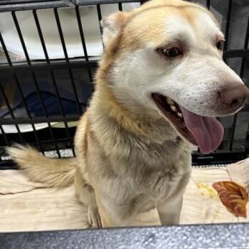 Husky Dogs Available for Adoption - Kylo | PetCurious