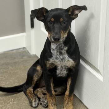 Sammie -  Doberman Pinscher and Cattle Dog Dog for Adoption in Midland, Texas - Sammie | PetCurious