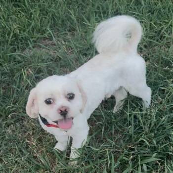 Muzan -  Shih Tzu Dog for Adoption in Otisfield, Maine - Muzan | PetCurious