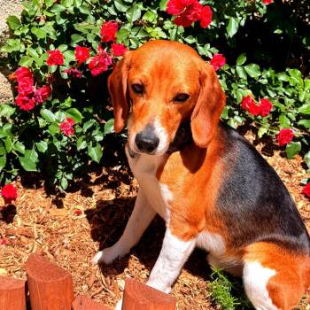 Fritz -  Beagle Dog for Adoption in Wauwatosa, Wisconsin - Fritz | PetCurious