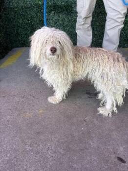 61764319 -  Poodle and Mixed Breed Dog for Adoption in El Paso, Texas - 61764319 | PetCurious
