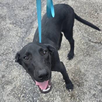Dracula 26-10-013 -  Labrador Retriever Dog for Adoption in Bastrop, Texas - Dracula 26-10-013 | PetCurious