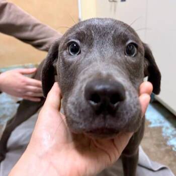 Braeburn -  American Staffordshire Terrier and Mixed Breed Dog for Adoption in Woodinville, Washington - Braeburn | PetCurious