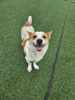 Rescue Terrier Dogs for Adoption in Johns Creek, Georgia - LISA | PetCurious