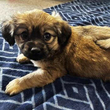 Lhasa Apso and Pomeranian Dogs Available for Adoption - Beast | PetCurious