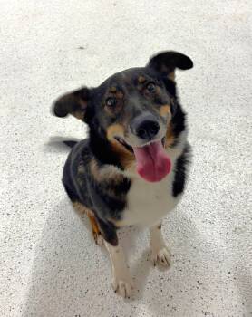 Bear -  German Shepherd Dog and Mixed Breed Dog for Adoption in New Albany, Ohio - Bear | PetCurious