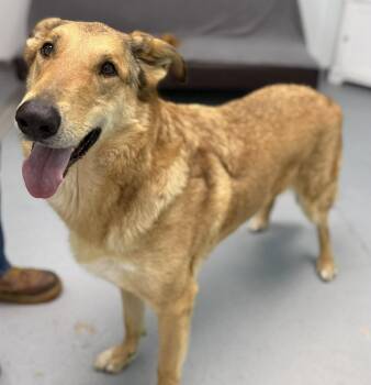 Mixed Breed Dogs Available for Adoption in Leitchfield, Kentucky - Hoss | PetCurious