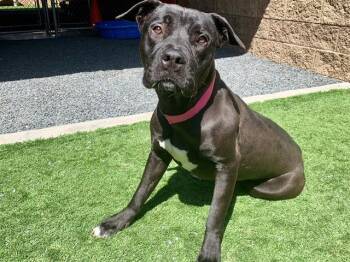 Pit Bull Terrier Dogs Available for Adoption in San Marcos, California - URGENT SAVE ME PLEASE Gigi A549951 | PetCurious