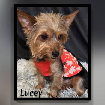 Lucey -  Yorkshire Terrier Dog for Adoption in Fredericksburg, Virginia - Lucey | PetCurious