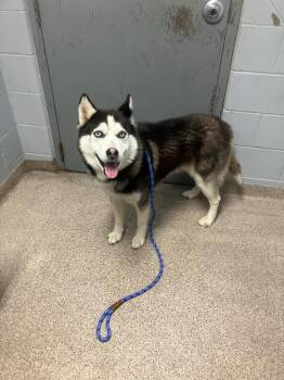 Husky Dogs Available for Adoption in Troy, Ohio - Conan | PetCurious