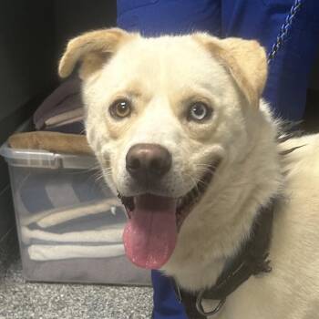 Husky Dogs Available for Adoption - Dumplin | PetCurious