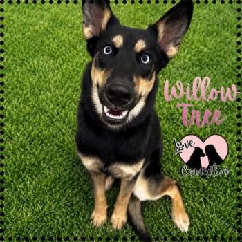 Willow Tree -  Husky and Australian Cattle Dog Blue Heeler Dog for Adoption in Gilbert, Arizona - Willow Tree | PetCurious