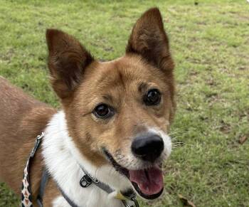 Rescue Jindo Dogs for Adoption in San Ramon, California - Aladdin | PetCurious