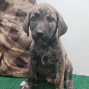 Briley -  Mixed Breed Dog for Adoption in Boaz, Alabama - Briley | PetCurious