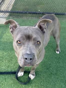 Pit Bull Terrier and Mixed Breed Dogs Available for Adoption in Kansas City, Missouri - Winterberry | PetCurious