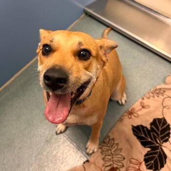 Penny (Pennyroyal) -  Shepherd Dog for Adoption in Edinburg, Texas - Penny (Pennyroyal) | PetCurious