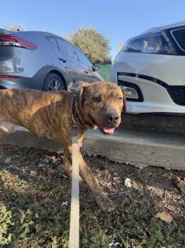 Pit Bull Terrier Dogs Available for Adoption - Jr | PetCurious