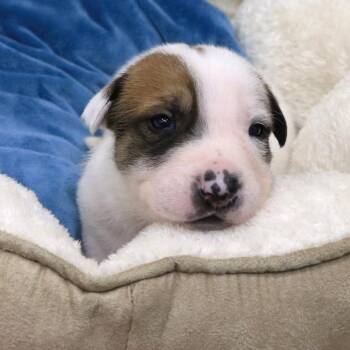 Pit Bull Terrier Dogs Available for Adoption in Rifle, Colorado - Aluminum (26-1E-4) | PetCurious