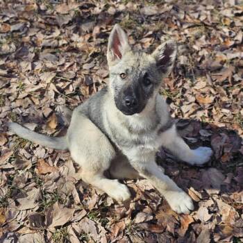 German Shepherd Dog and Siberian Husky Dogs Available for Adoption - Daffy D10631 | PetCurious