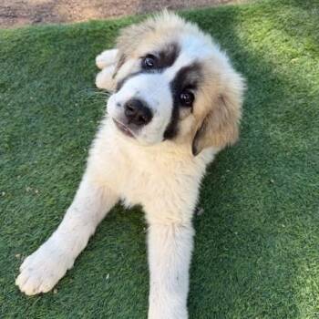 Great Pyrenees Dogs Available for Adoption - Bernie | PetCurious