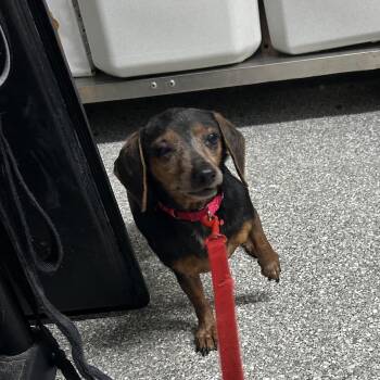 Dachshund Dogs Available for Adoption in Jupiter, Florida - Athena | PetCurious
