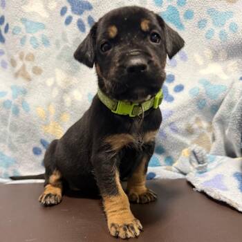 Dragonfly -  Terrier and Mixed Breed Dog for Adoption in Cabot, Arkansas - Dragonfly | PetCurious