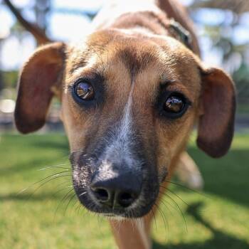 Rescue Mixed Breed Dogs for Adoption in Bradenton, Florida - Tillman | PetCurious