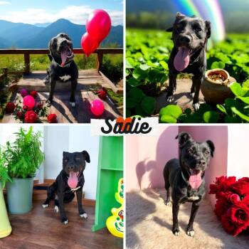 Border Collie and Labrador Retriever Dogs Available for Adoption - Sadie | PetCurious
