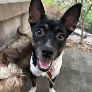Rescue Rat Terrier Dogs for Adoption in Richmond, Texas - Spaghetti | PetCurious